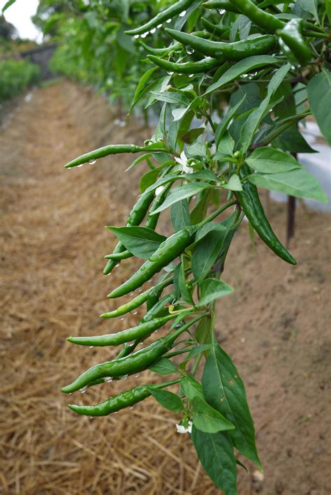 辣椒花|辣椒（茄科辣椒属的一种植物）